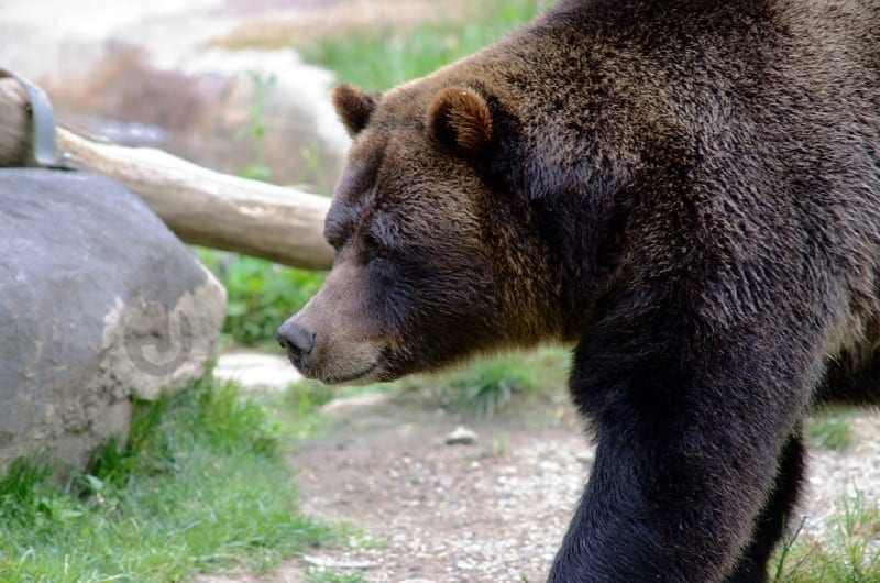 grizzly bear